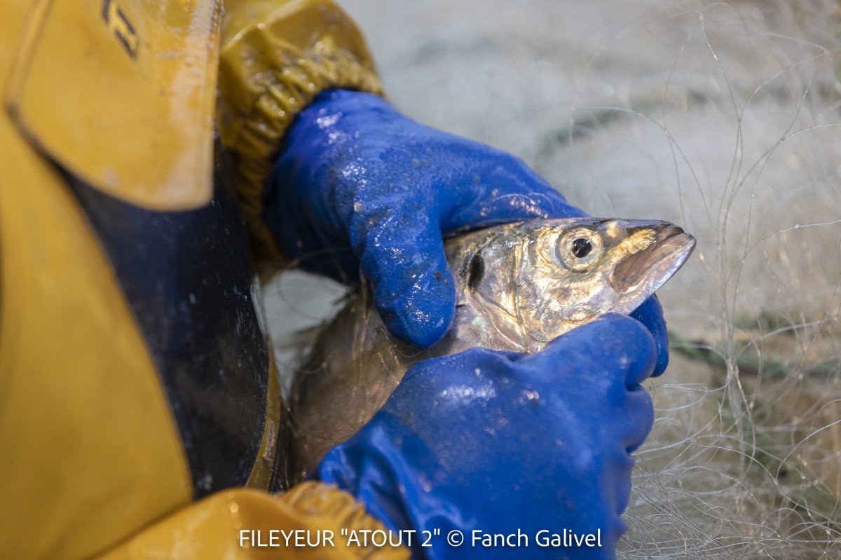 Pêche en mer à bord du fileyeur "Atout 2" au sud de l'ile de Groix