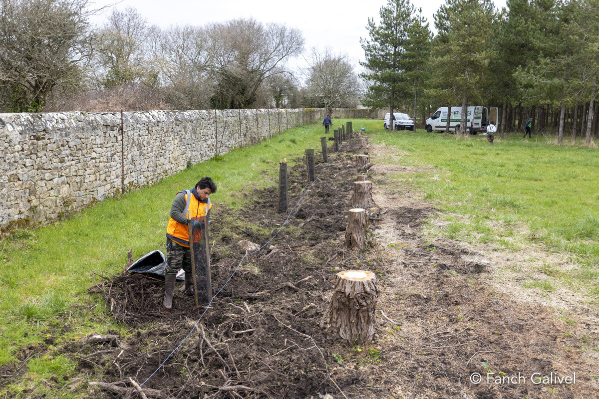 Plantation d'une haie bocagère à l'abbaye de Plouharnel
