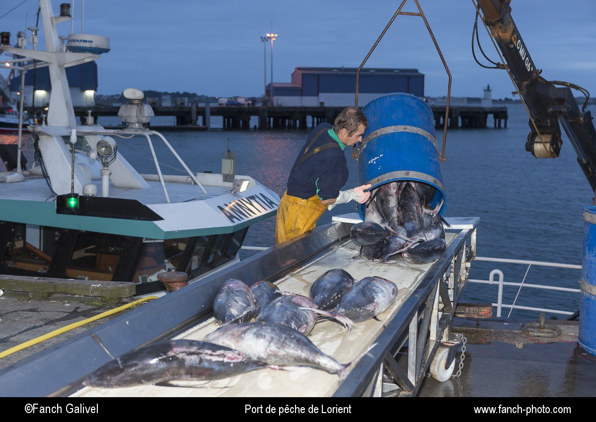 Déchargement de Thon au port de pêche de Keroman à Lorient.