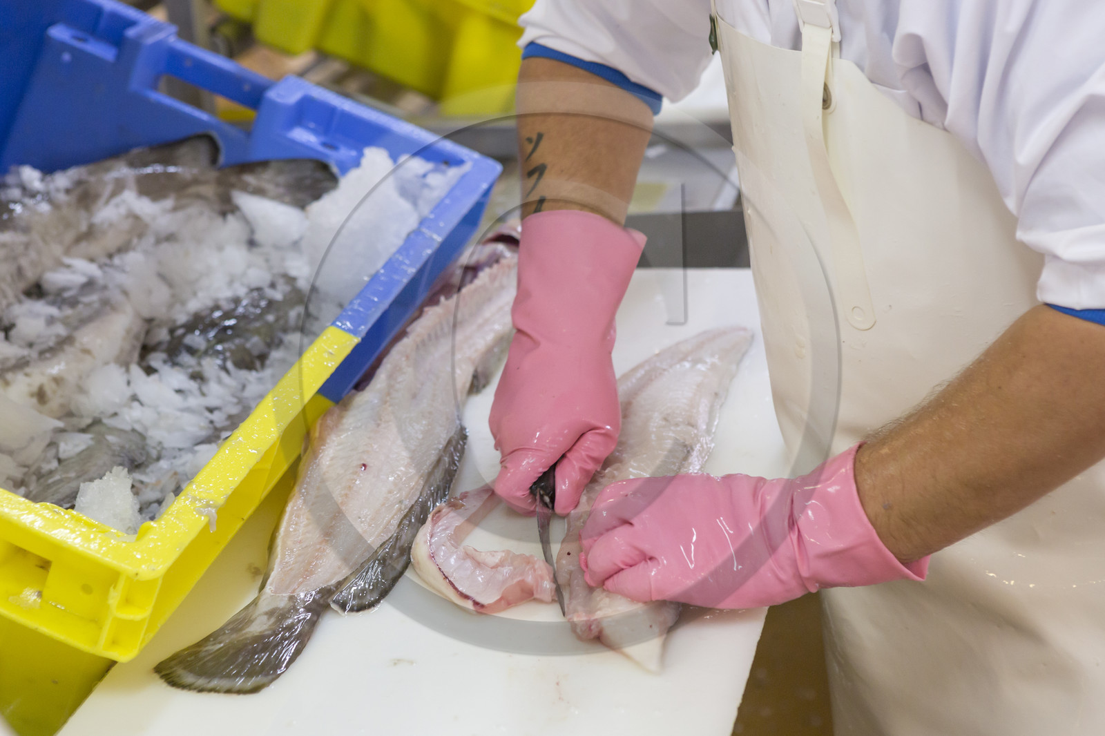 Atelier de mareyage  Chalut des deux ports  .Port de Keroman à Lorient. Atelier de mareyage  Chalut des deux ports  .Port de Keroman à Lorient.
