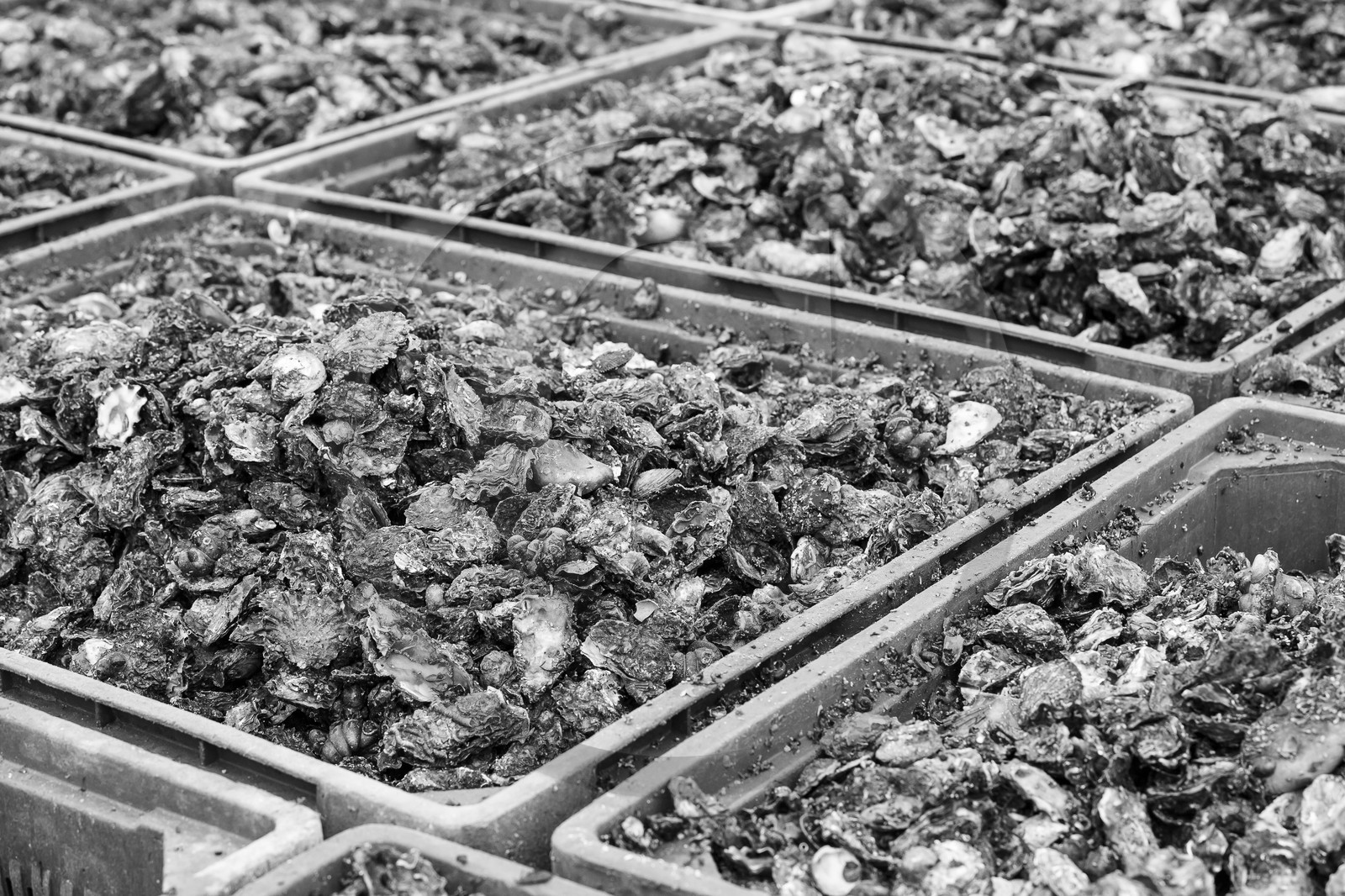 Ostreiculture _ Mr Ludovic Tanguy. La Trinite sur Mer