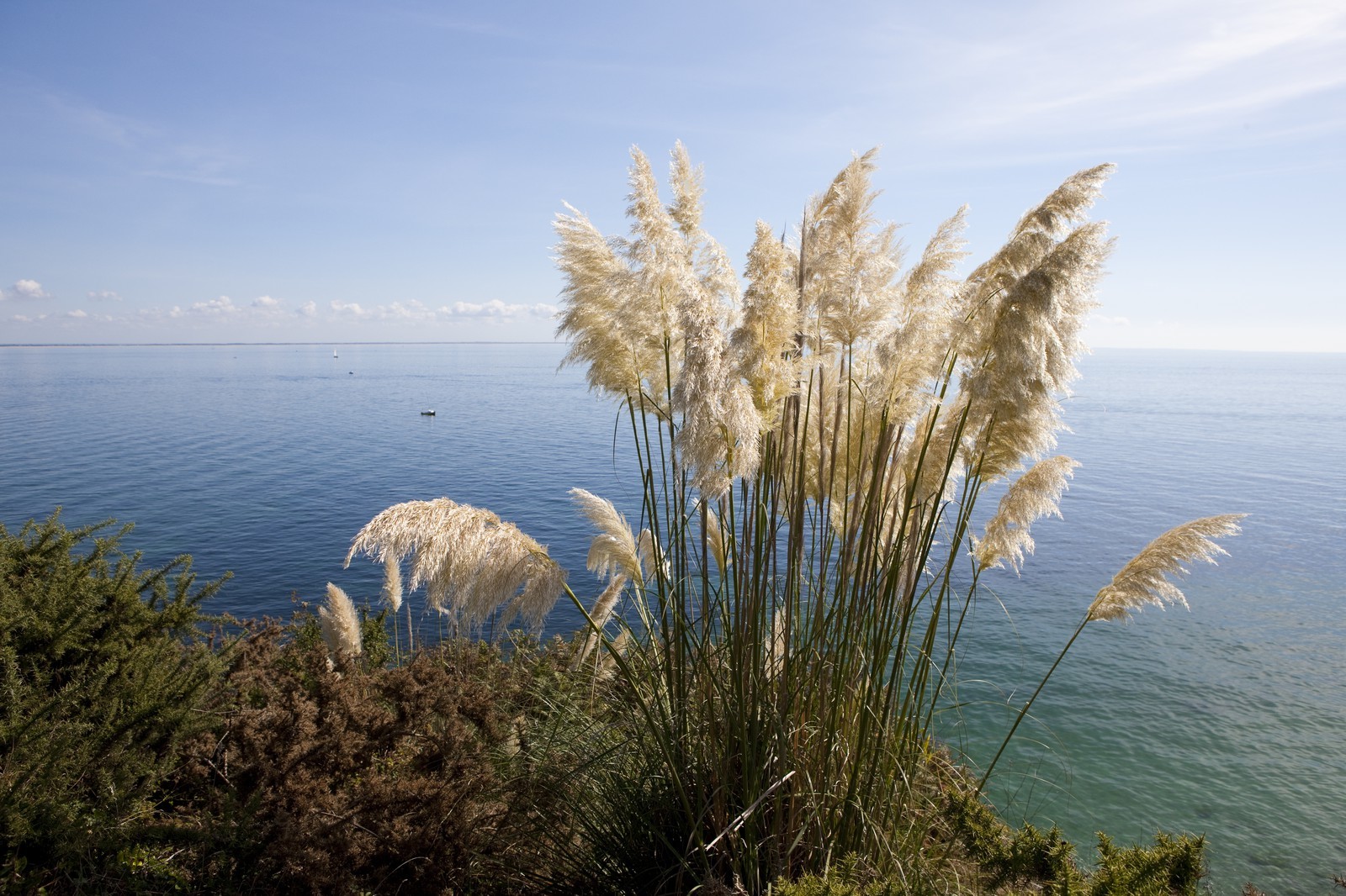 L' herbe de pampa présente sur l' ile de Groix est actuellement considéré comme une espèce invasive. Ici, on voit plusieurs spécimen s' étant parfaitement acclimatés au littoral de l' ile et poussant en bordure de falaise.The pampas grass present on the island of Groix is currently considered an invasive species. Here we see several sample s' is perfectly acclimated to the coast of the island and pushing the edge of cliff.