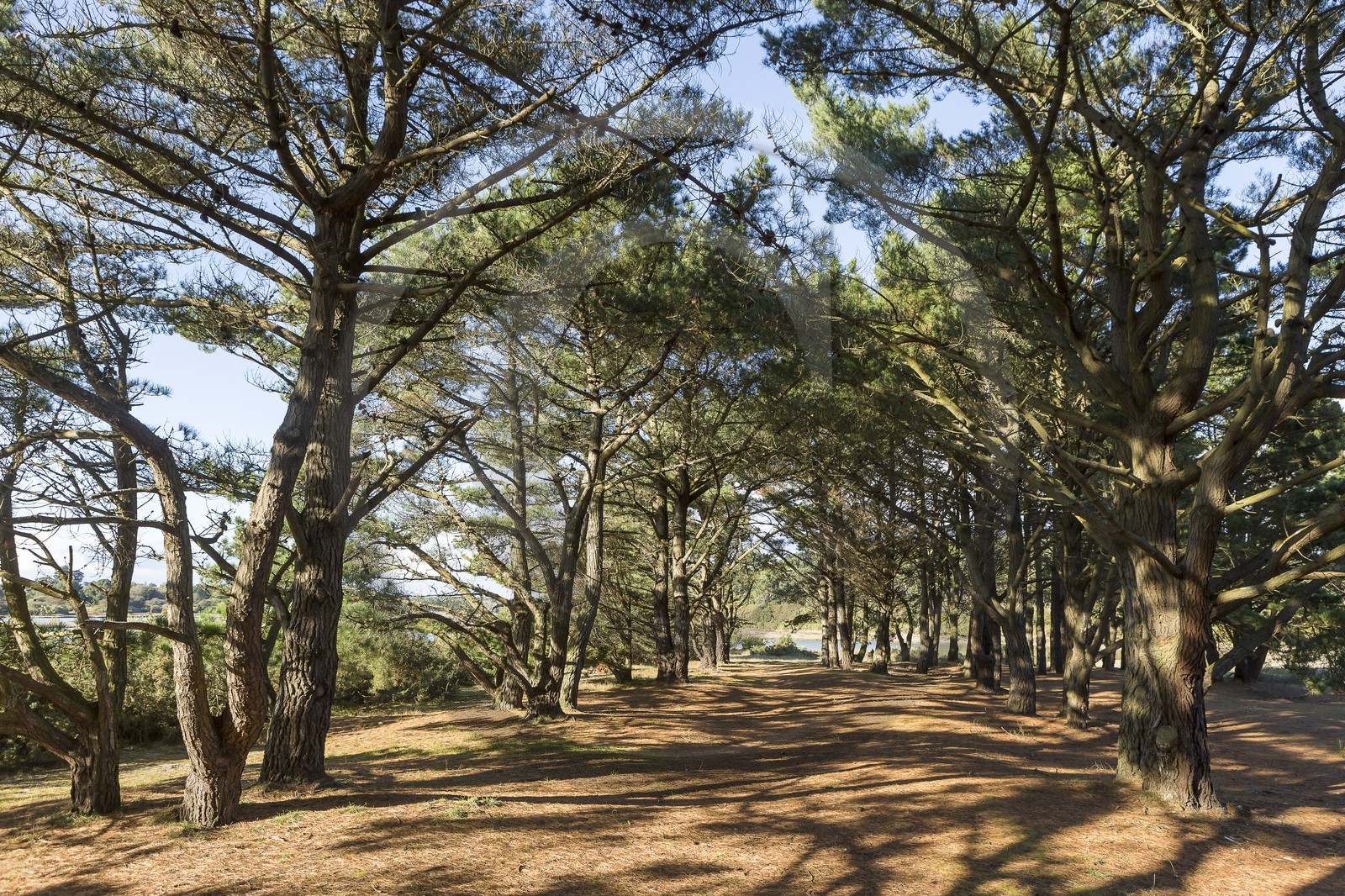 Anse de Kerdual _ La Trinite sur Mer