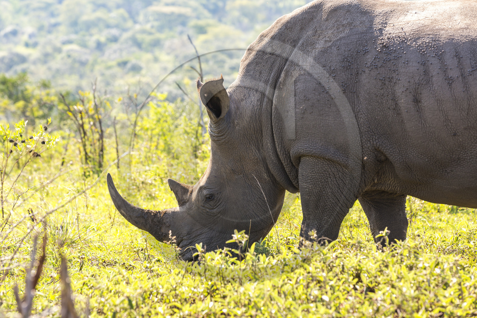 Rhinocéros_Parc HluHluwe-iMfolozi en Afrique du Sud Rhinocéros_Parc HluHluwe-iMfolozi en Afrique du Sud