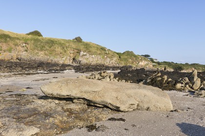 Le Menhir couché à St Jacut de la mer ( 22 )