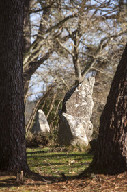 Alignements du Petit Menec _ La Trinite sur Mer