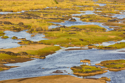 Paysage_Parc Krüger, Afrique du Sud