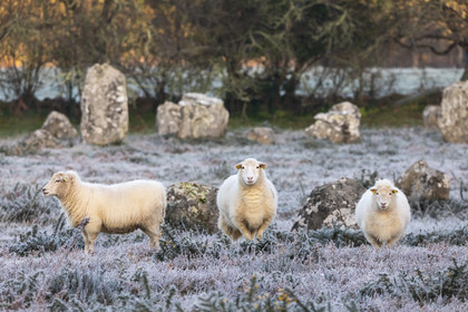 Alignements de Kermario à Carnac