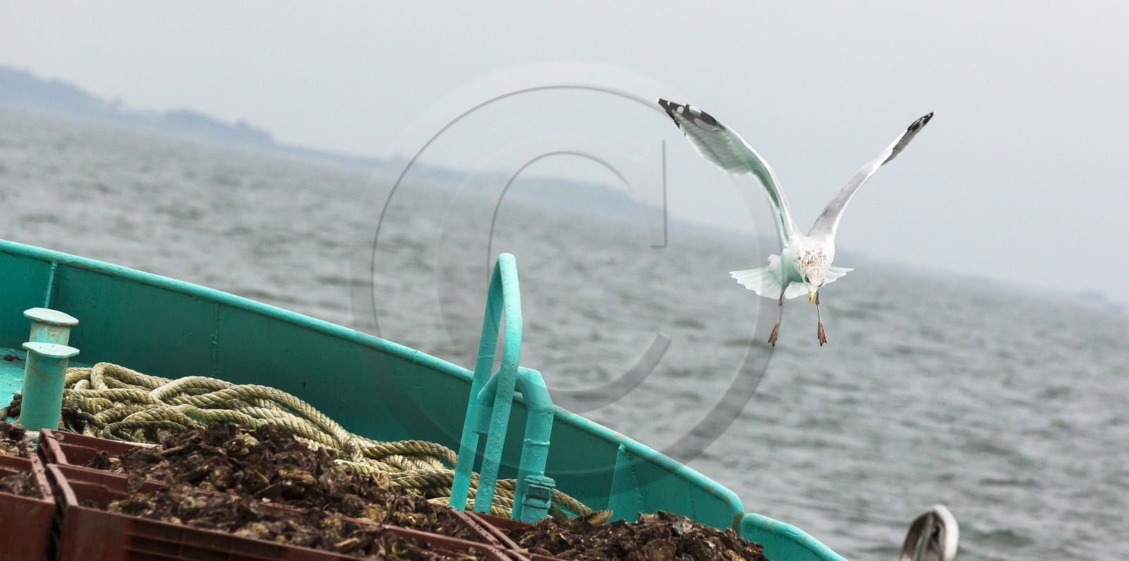 Ostreiculture _ Mr Ludovic Tanguy. La Trinite sur Mer
