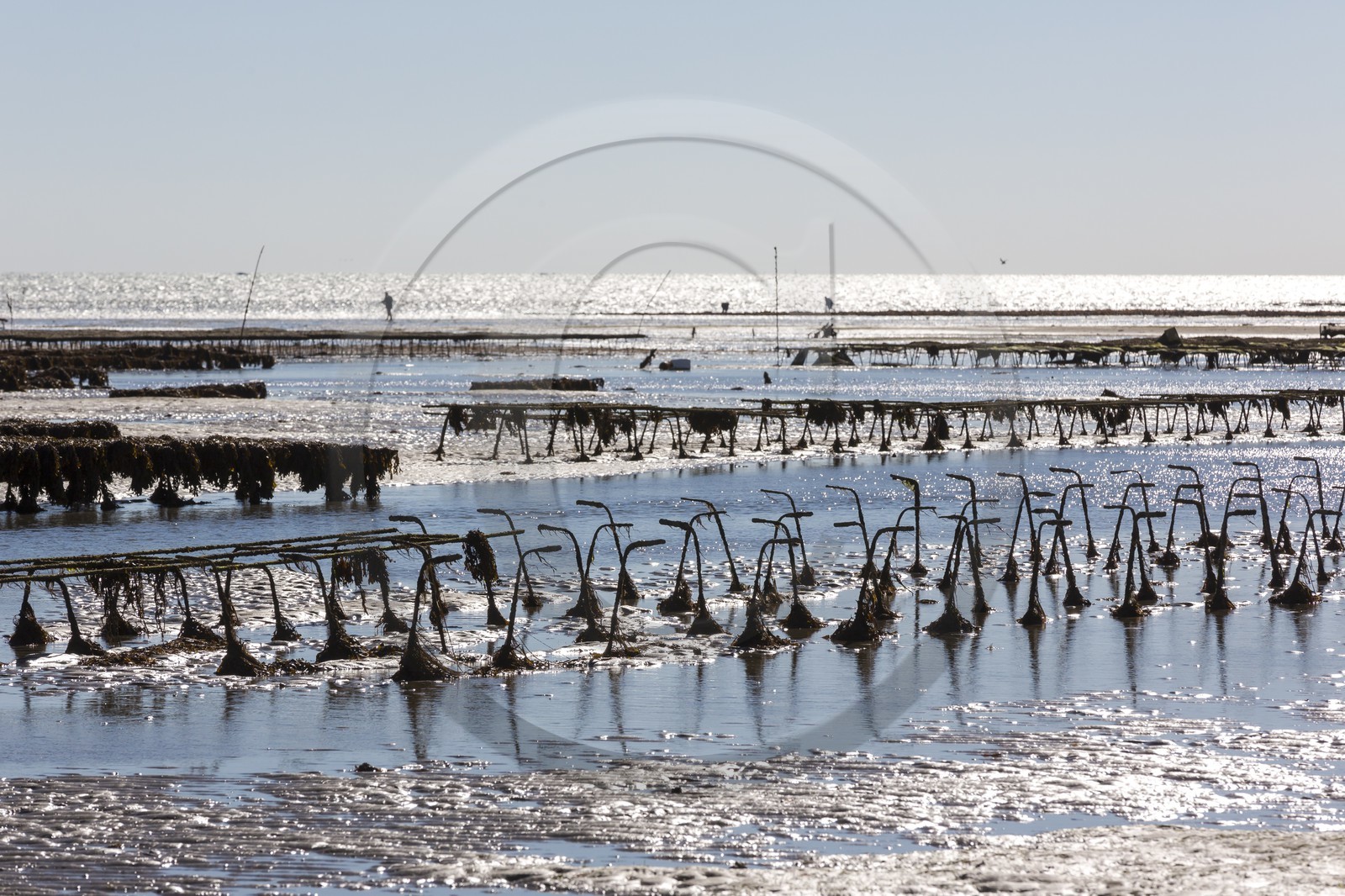 Parcs à huître_Plouharnel Parcs à huître_Plouharnel