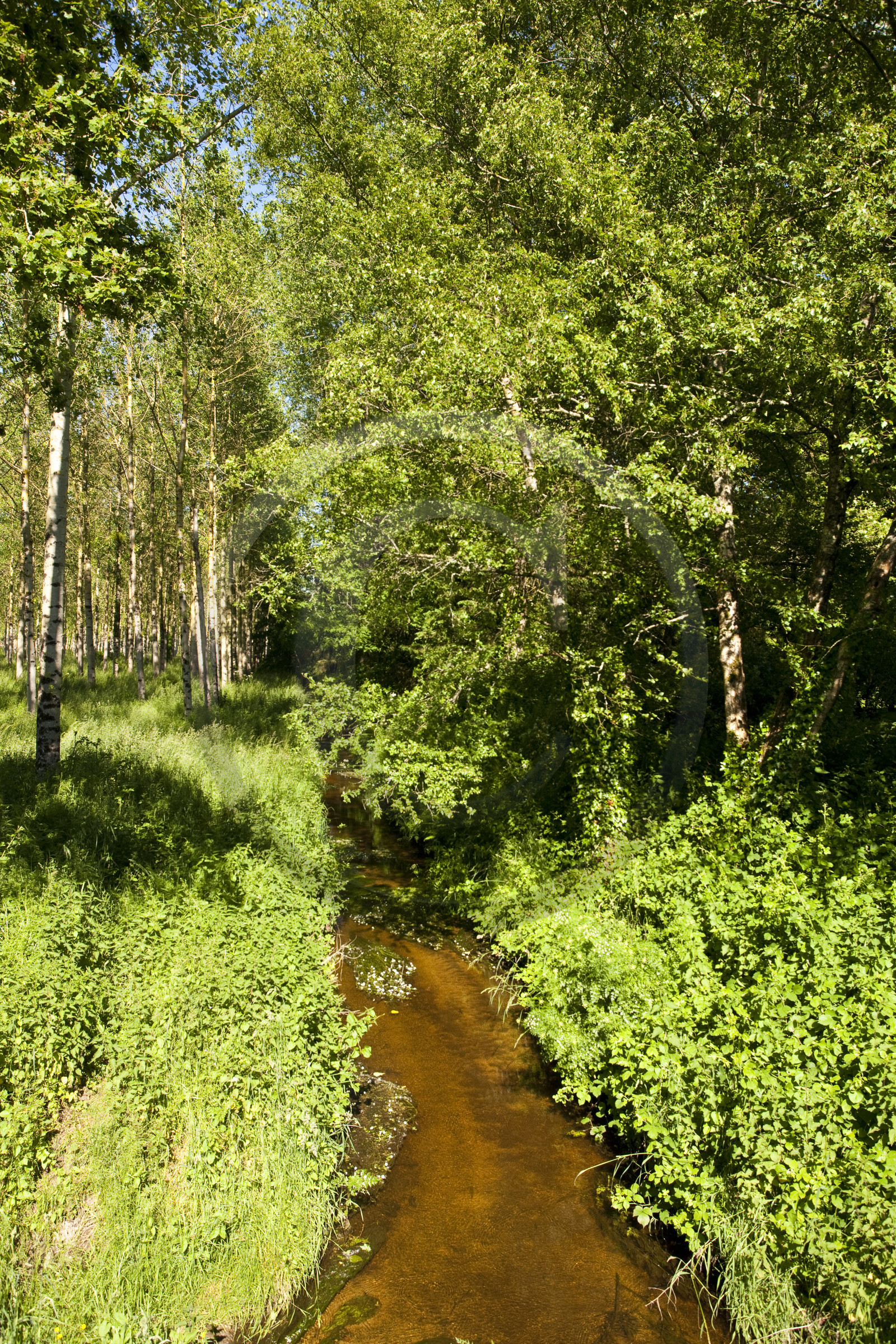 Le ruisseau le Rion sur la commune de Brandérion Le ruisseau le Rion sur la commune de Brandérion