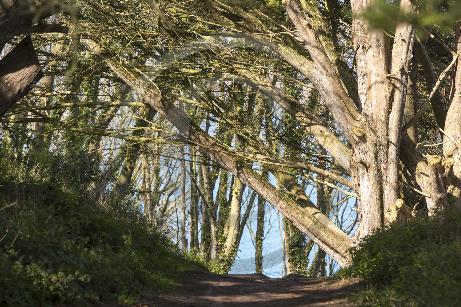 Sentier en sous-bois longeant la côte de Trégastel