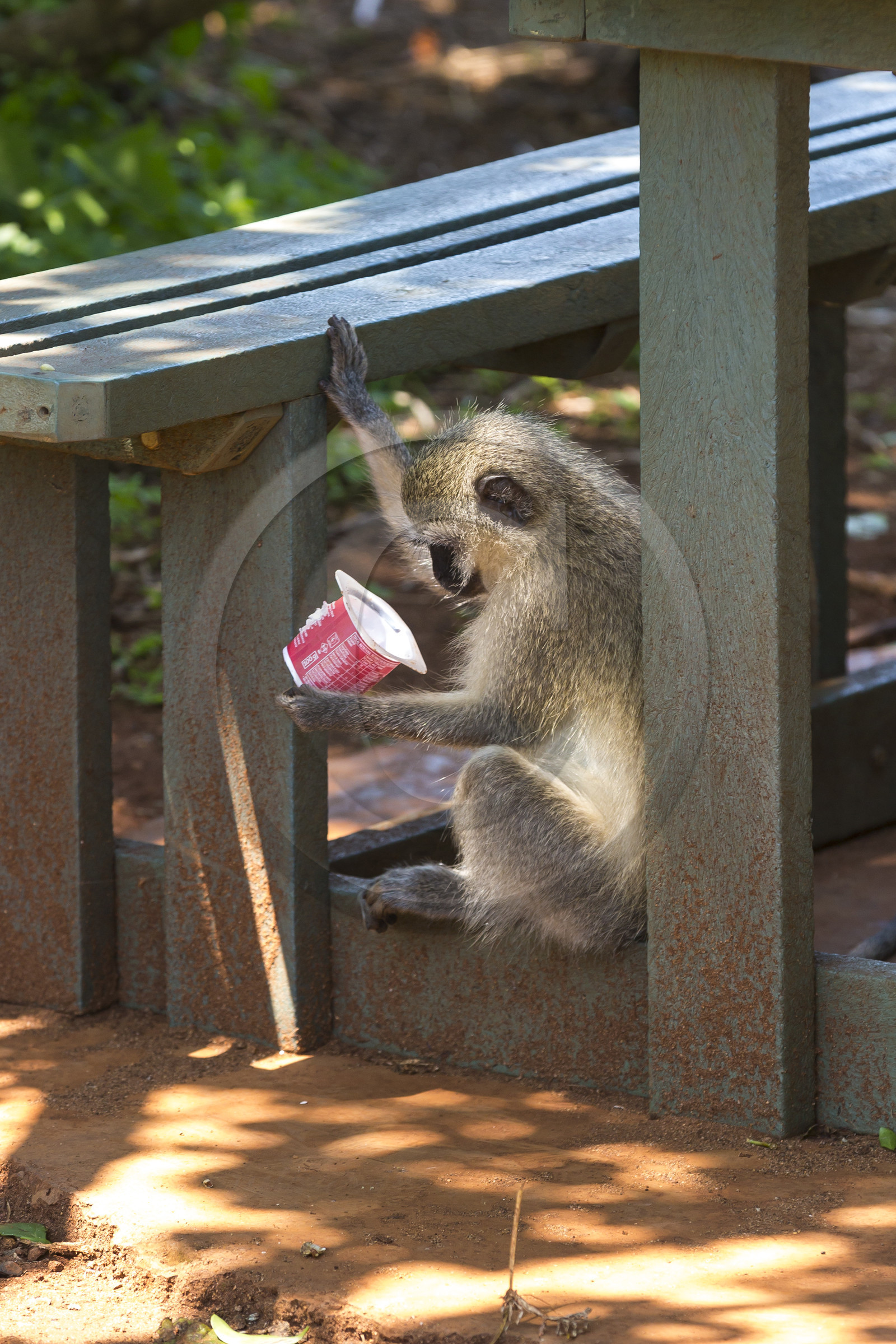 singe vervet ( Chlorocebus pygerythrus ) sur une aire de camping. Afrique du Sud singe vervet ( Chlorocebus pygerythrus ) sur une aire de camping. Afrique du Sud