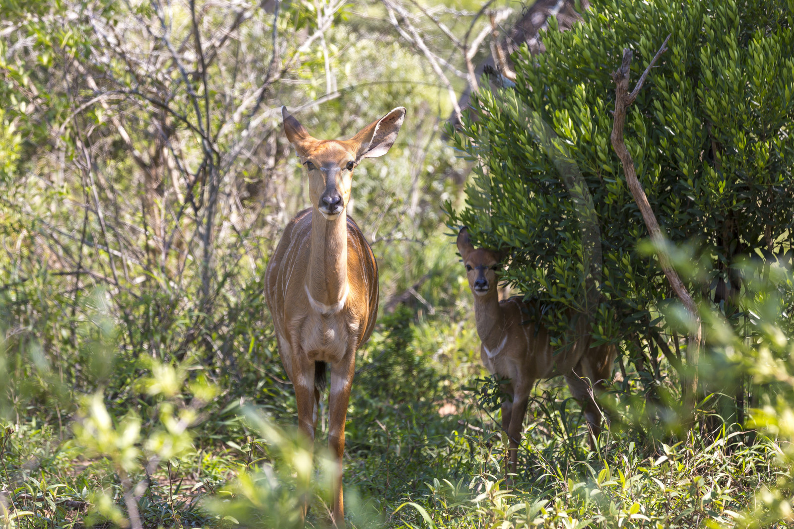 Femelle Nyala et son petit _ Parc Hluhluwe en Afrique du Sud Femelle Nyala et son petit _ Parc Hluhluwe en Afrique du Sud