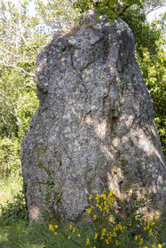 menhir de Men er Palud _ Saint-Gildas-de-Rhuys