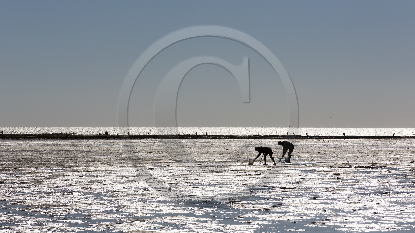 Pêche à pied_Plouharnel Pêche à pied_Plouharnel