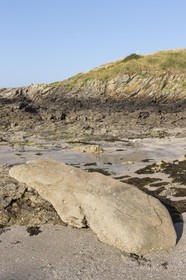 Le Menhir couché à St Jacut de la mer ( 22 )