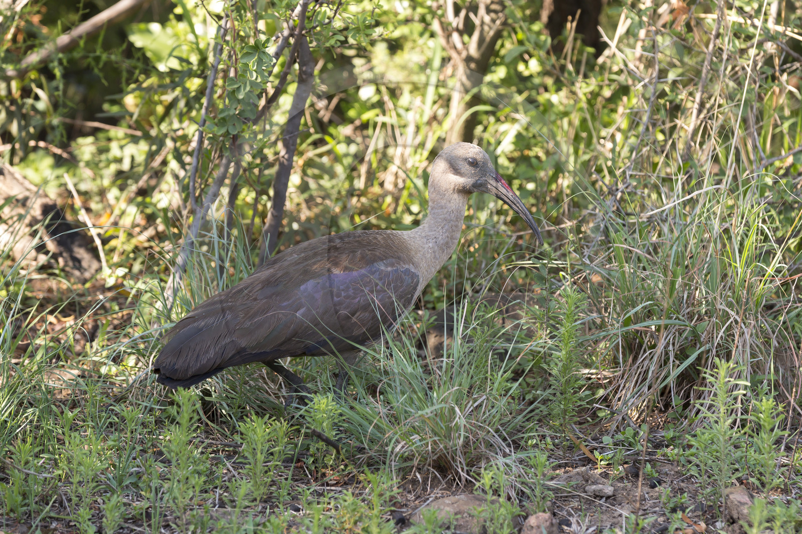 Pilanesberg National Park, Afrique du Sud Pilanesberg National Park, Afrique du Sud