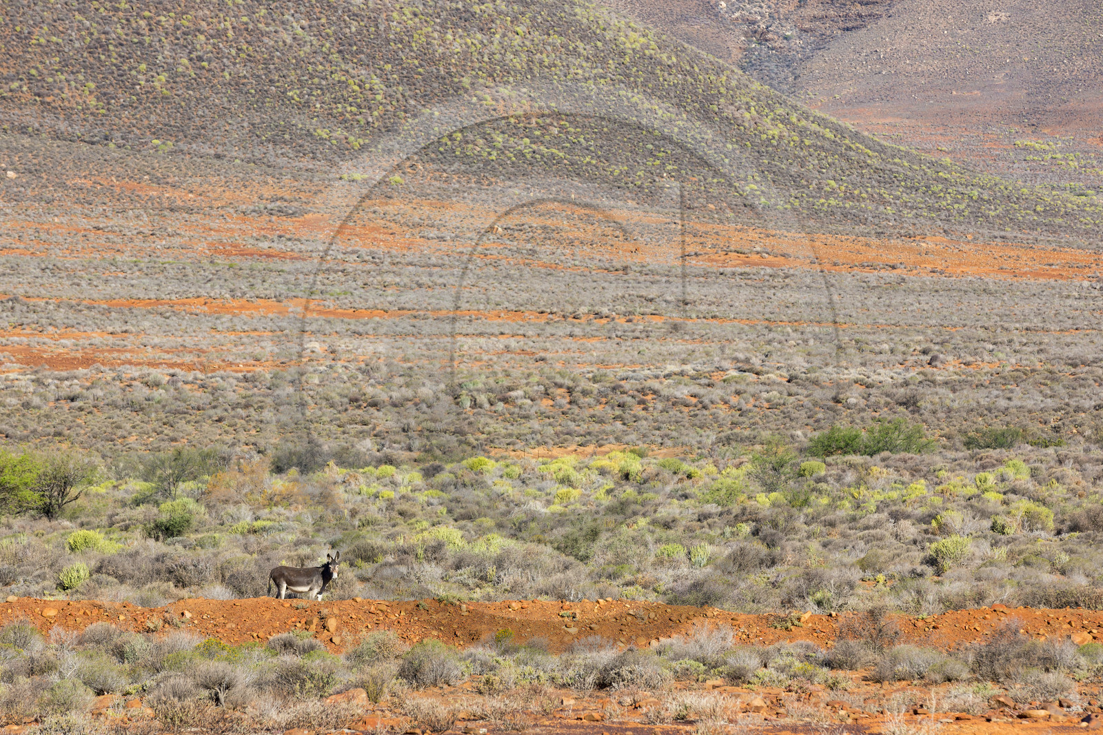 route R364 proche de Calvinia _ Afrique du Sud route R364 proche de Calvinia _ Afrique du Sud