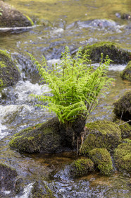 The Argent river in Huelgoat