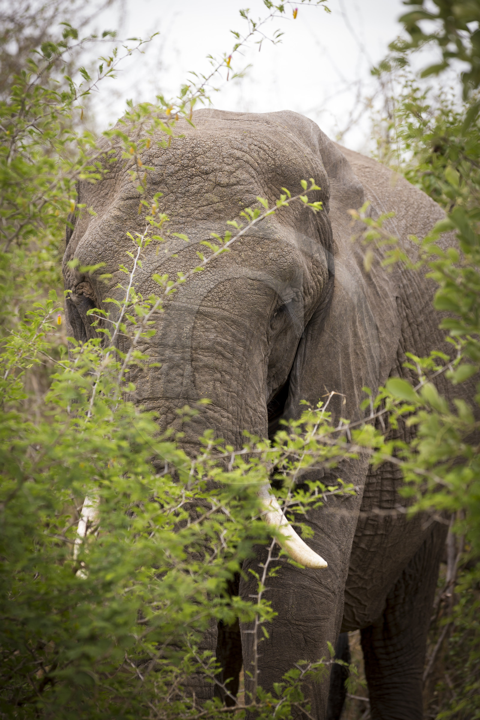 Eléphant_Parc Krüger, Afrique du Sud Eléphant_Parc Krüger, Afrique du Sud
