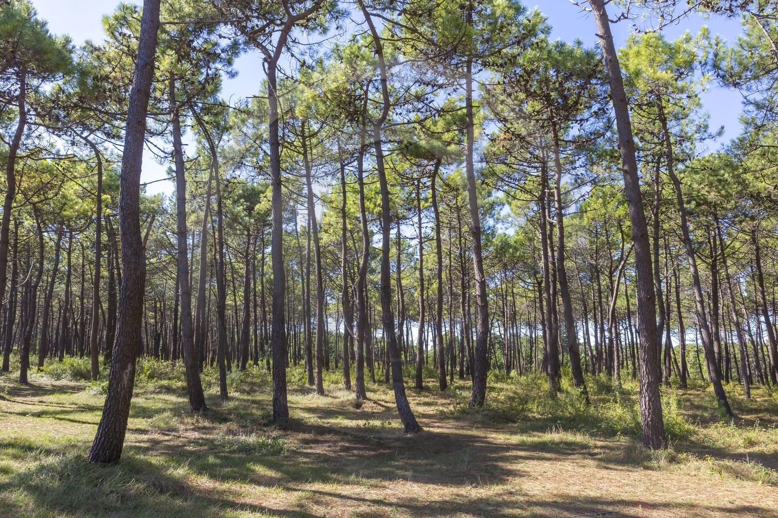 Forêt domaniale de Plouharnel Forêt domaniale de Plouharnel