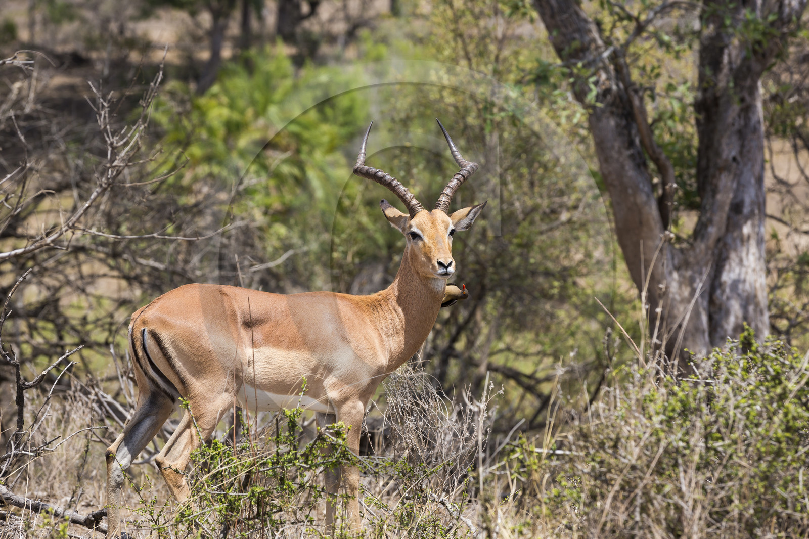 Impala_Parc Krüger, Afrique du Sud Impala_Parc Krüger, Afrique du Sud