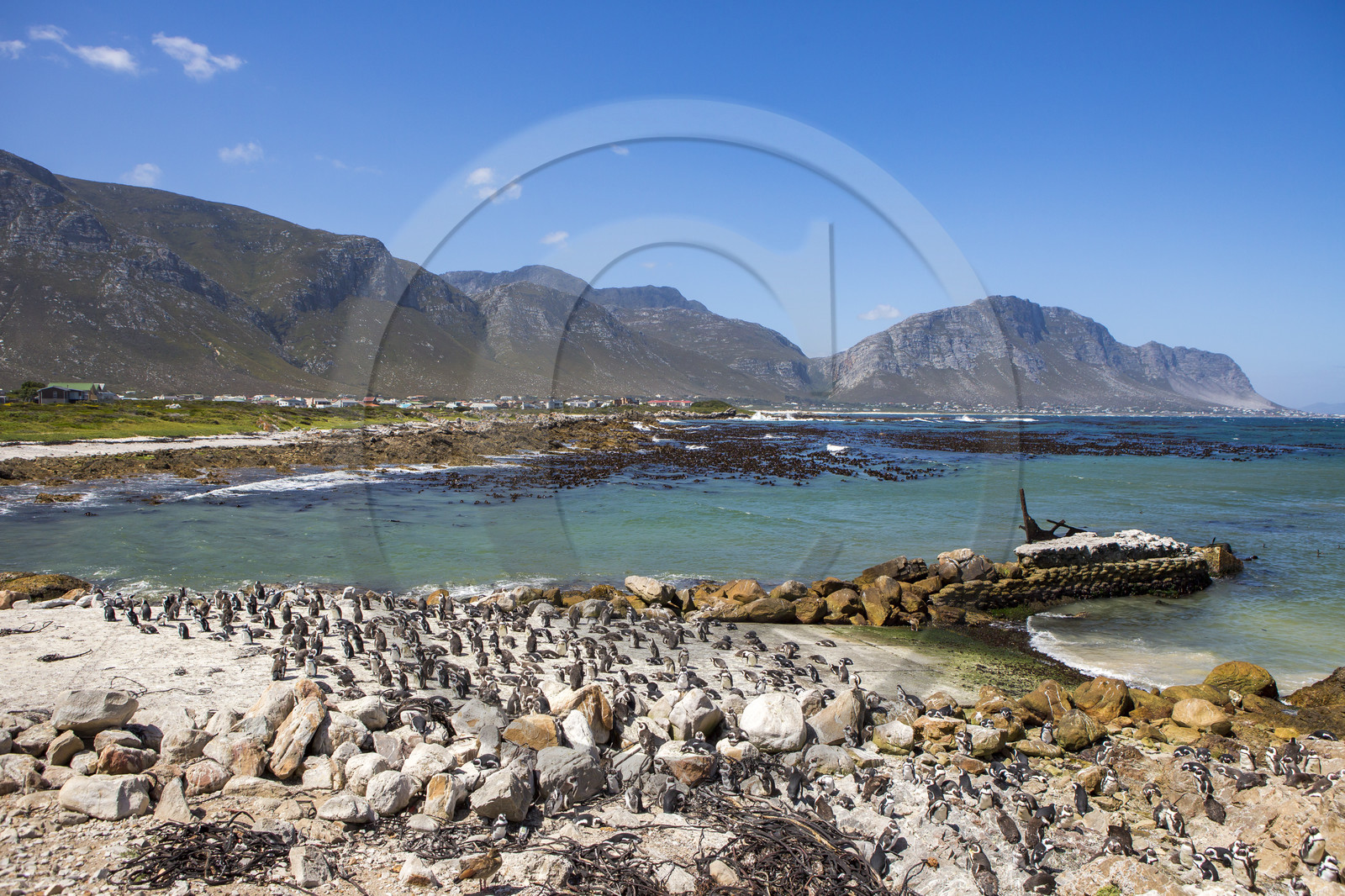 Betty's bay. Afrique du Sud Betty's bay. Afrique du Sud