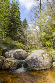 La mare aux sangliers dans la forêt de Huelgoat (29).