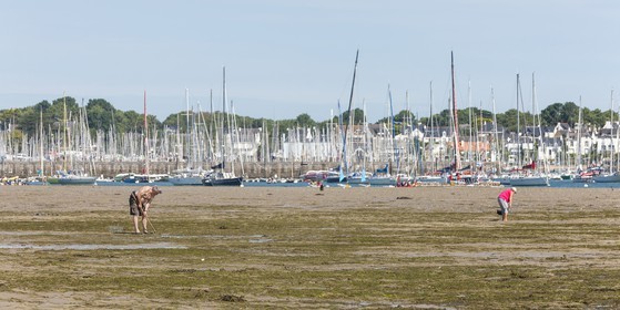 La plage du port _ la Trinite sur Mer