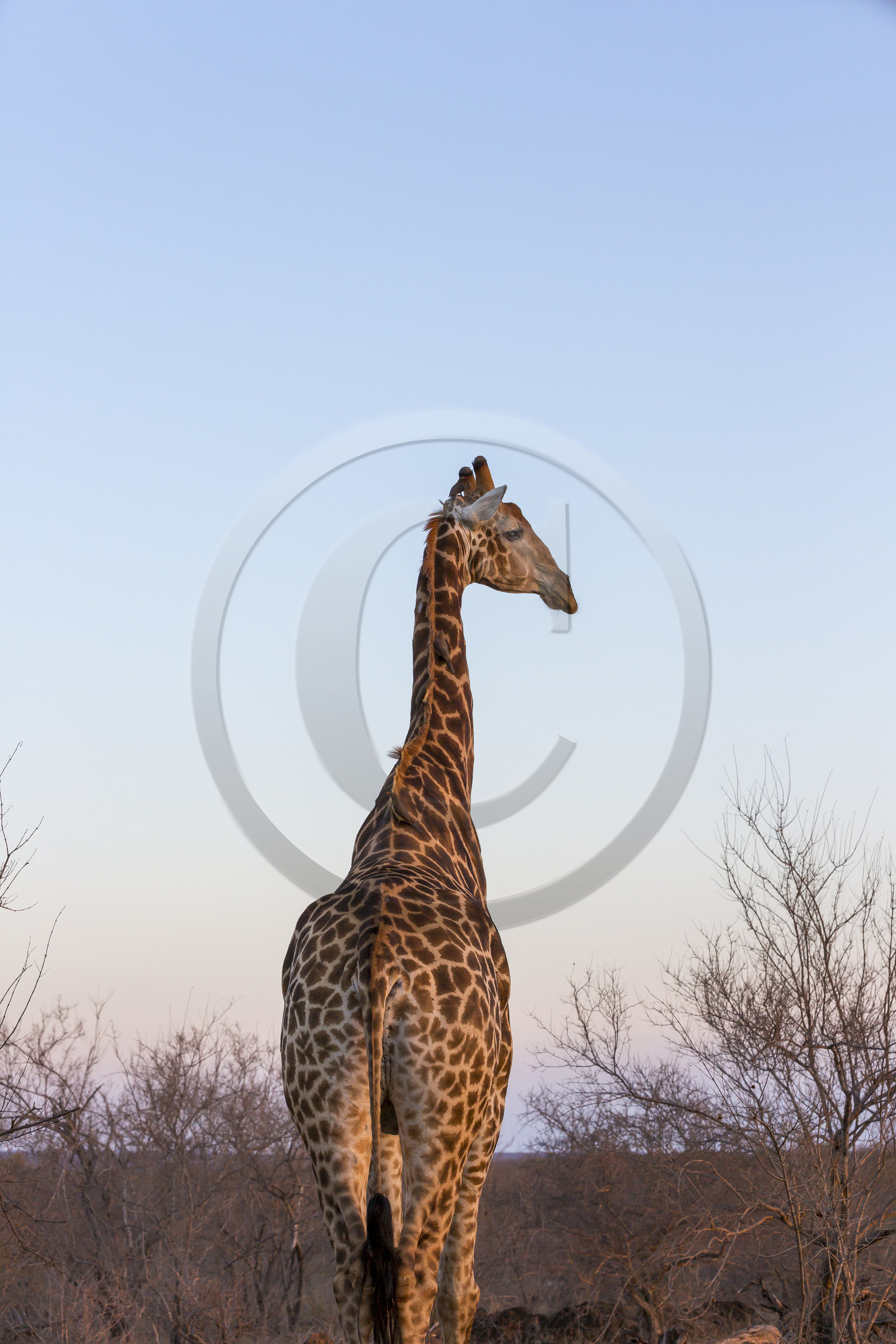 Girafe_Parc Krüger, Afrique du Sud Girafe_Parc Krüger, Afrique du Sud