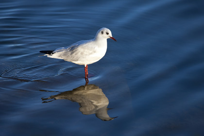 Mouette rieuse - Etang du Ter