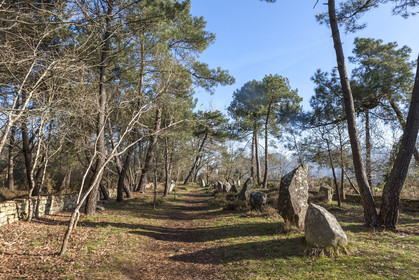 Alignements du Petit Menec _ La Trinite sur Mer