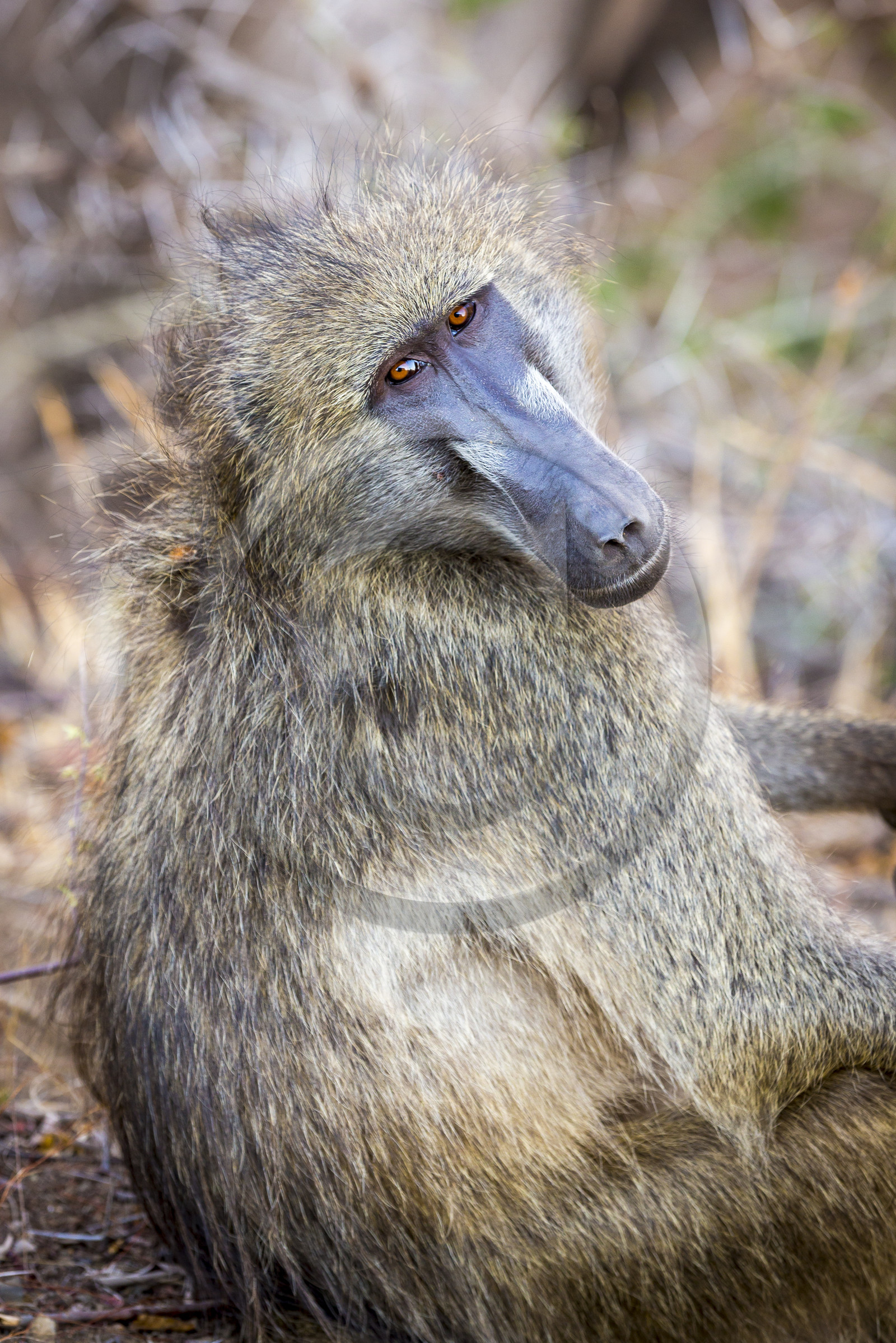 Babouin (Papio)_Parc Krüger, Afrique du Sud Babouin (Papio)_Parc Krüger, Afrique du Sud