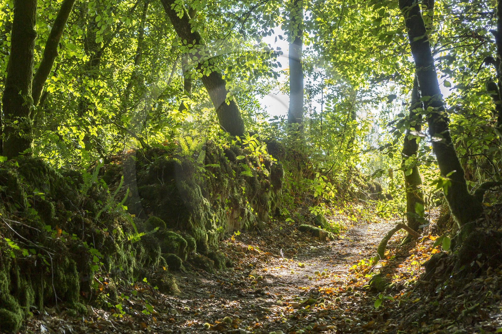 Vallée du Brandifrout _ Bubry Vallée du Brandifrout _ Bubry