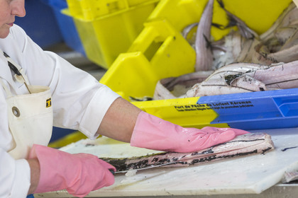 Atelier de mareyage  Chalut des deux ports  .Port de Keroman à Lorient.