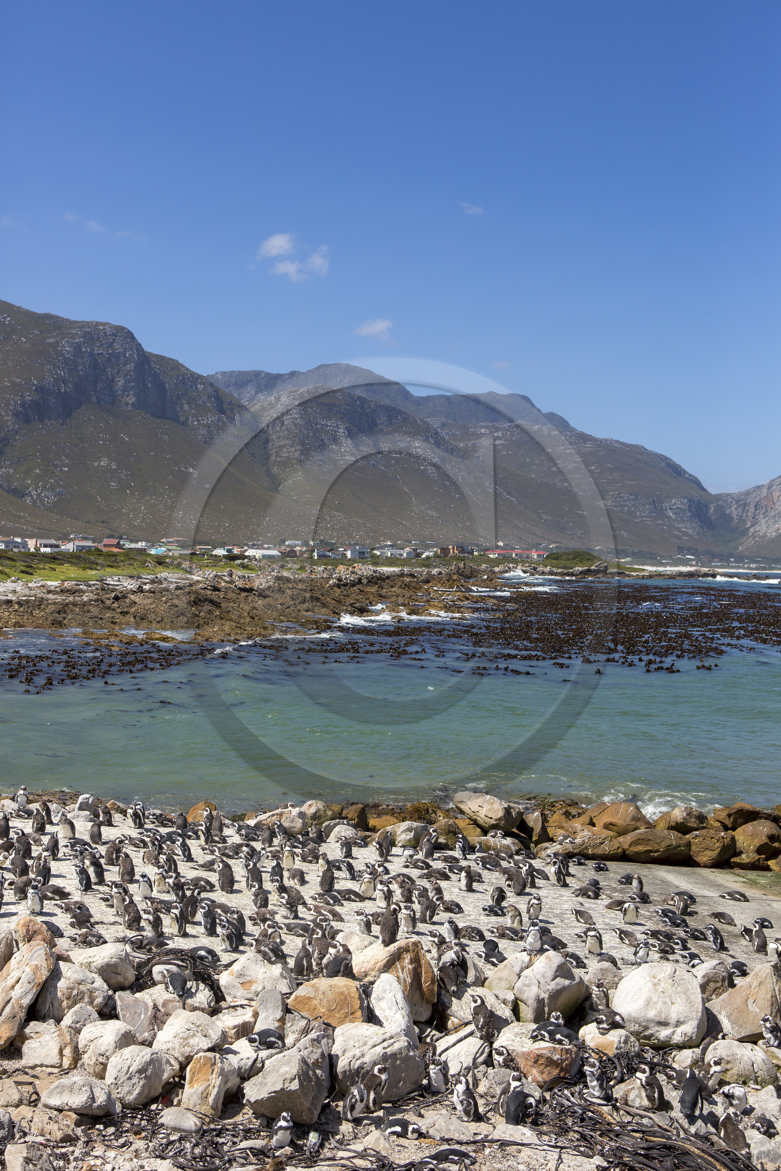 Betty's bay. Afrique du Sud Betty's bay. Afrique du Sud