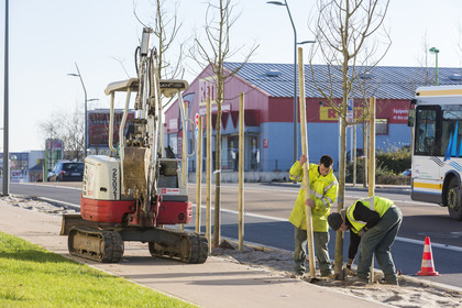 Triskell_Arbres_Queudet