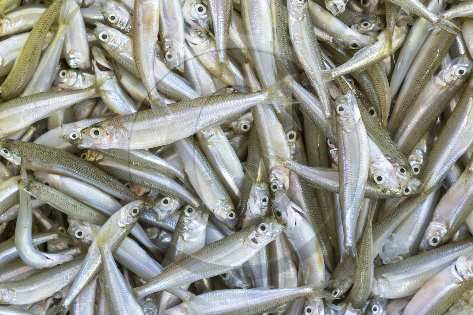 Atelier de mareyage  Chalut des deux ports  .Port de Keroman à Lorient. Atelier de mareyage  Chalut des deux ports  .Port de Keroman à Lorient.