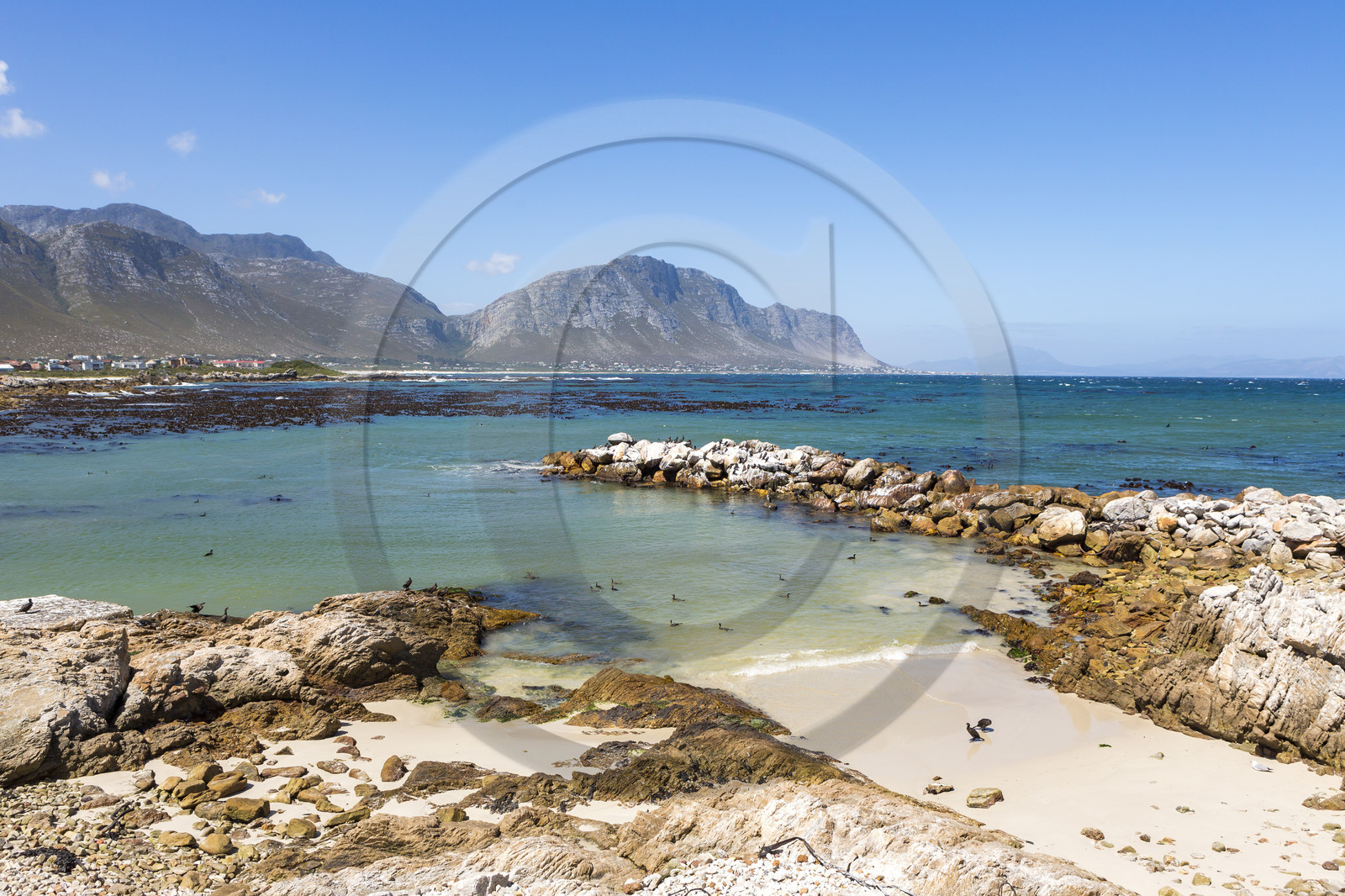 Betty's bay _ Afrique du Sud Betty's bay _ Afrique du Sud