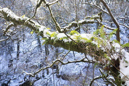 The granite chaos of Toul Goulic under the snow.