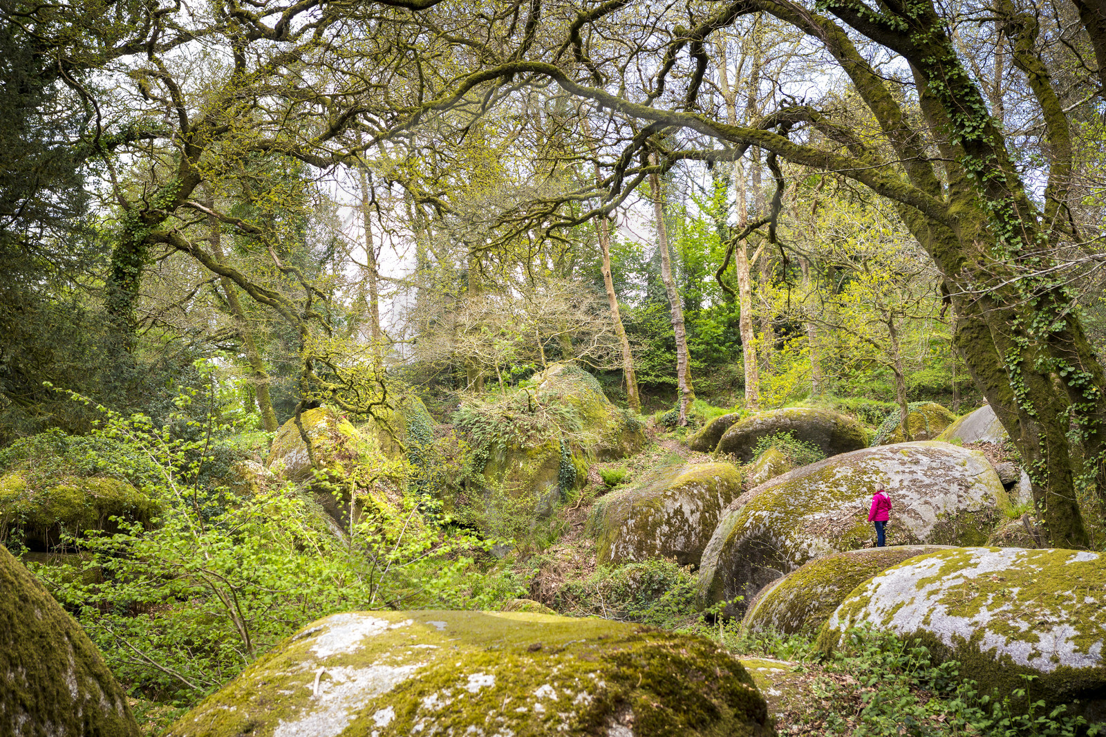 The Huelgoat forest