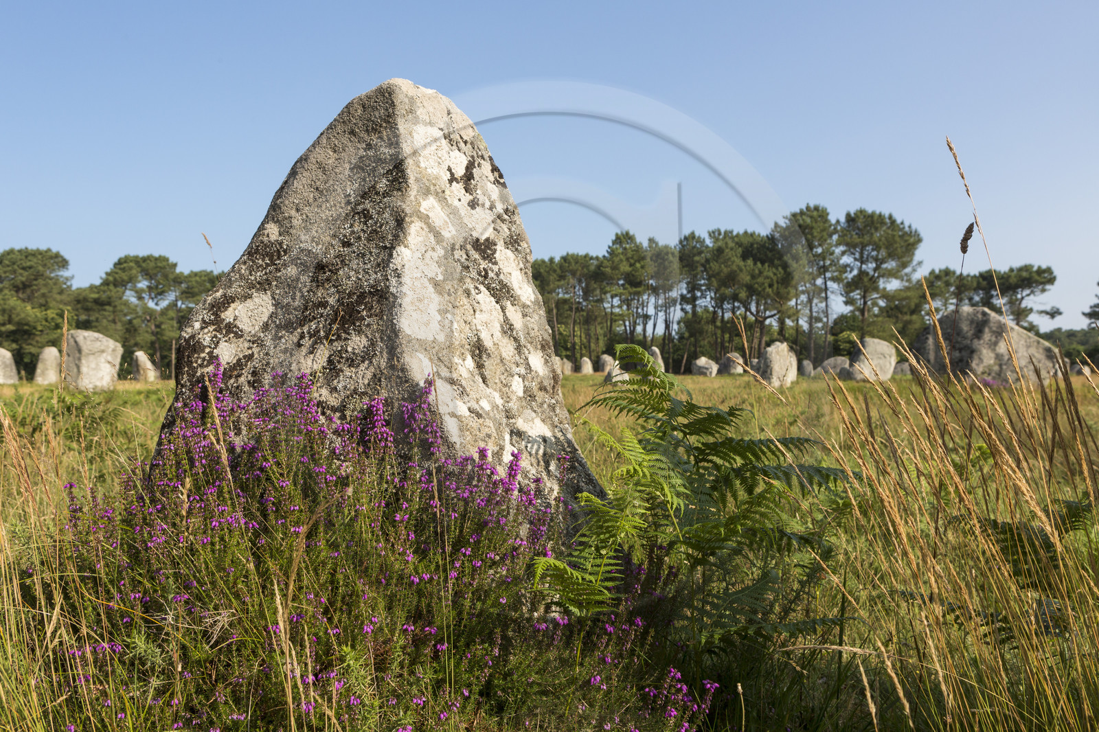Les alignements de Kerlescan _ Carnac
