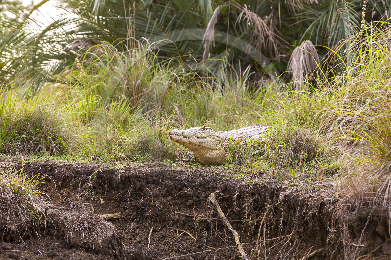 Crocodile _ Sainte Lucia en Afrique du Sud Crocodile _ Sainte Lucia en Afrique du Sud