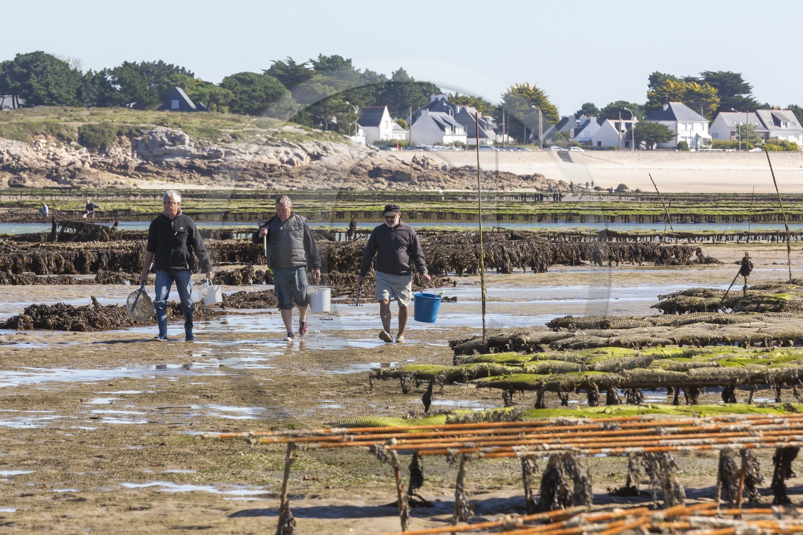 Pêche à pied_Plouharnel Pêche à pied_Plouharnel