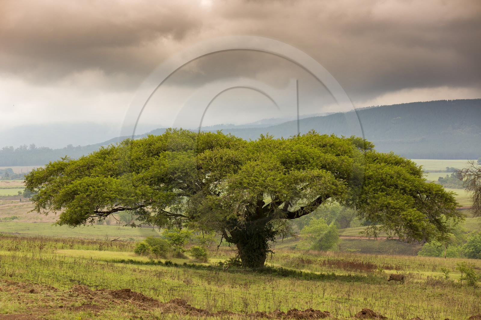Paysage d'Eswatini ( Swaziland ) Paysage d'Eswatini ( Swaziland )