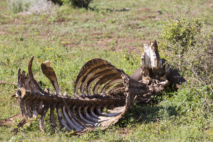 Carcasse_Ado Elefant Park en Afrique du Sud