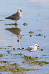 Black-headed Gulls _ Gavres
