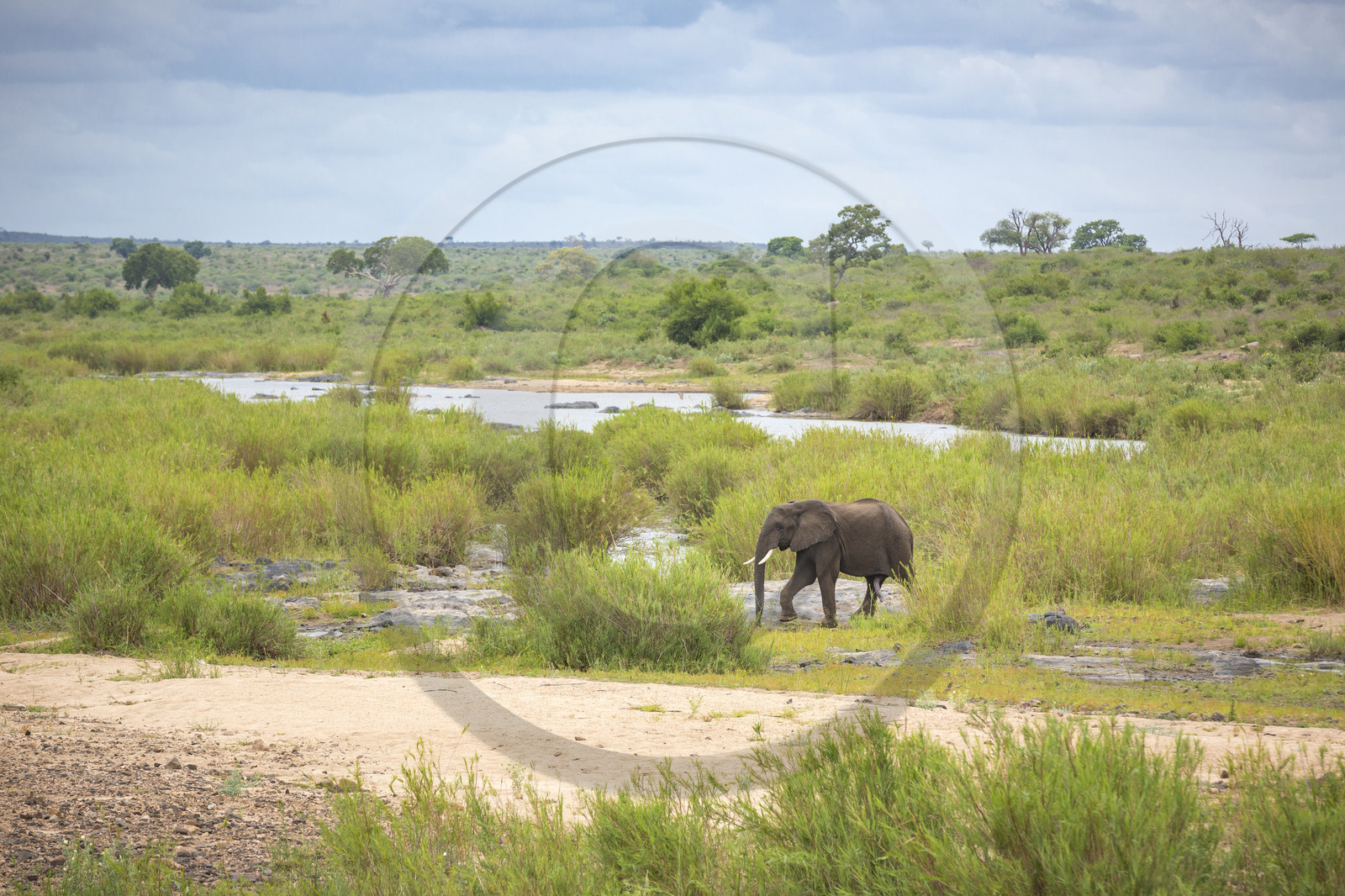 Eléphant_Parc Krüger, Afrique du Sud Eléphant_Parc Krüger, Afrique du Sud