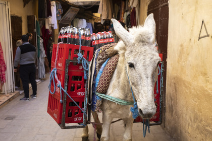 The Medina of Fez in Morocco